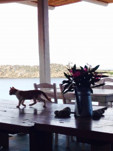 Taking Topdeck | Mykonos and Athens